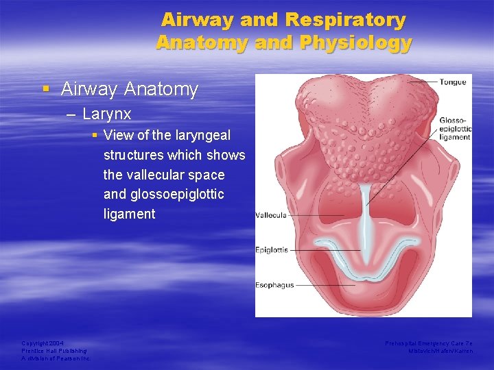 Airway and Respiratory Anatomy and Physiology § Airway Anatomy – Larynx § View of