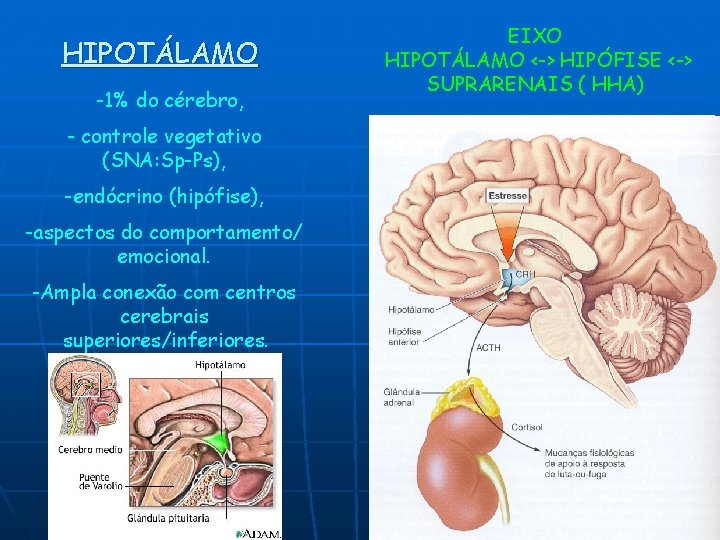 HIPOTÁLAMO -1% do cérebro, - controle vegetativo (SNA: Sp-Ps), -endócrino (hipófise), -aspectos do comportamento/