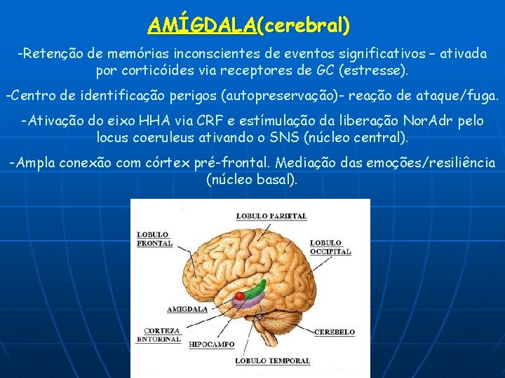 AMÍGDALA(cerebral) -Retenção de memórias inconscientes de eventos significativos – ativada por corticóides via receptores