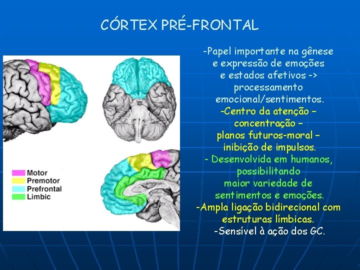 CÓRTEX PRÉ-FRONTAL -Papel importante na gênese e expressão de emoções e estados afetivos ->