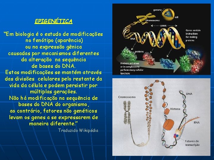 EPIGENÉTICA “Em biologia é o estudo de modificações no fenótipo (aparência) ou na expressão