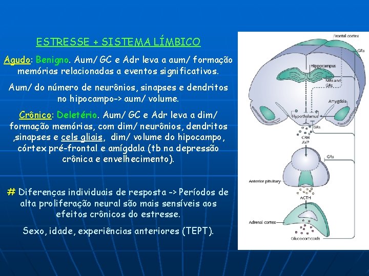 ESTRESSE + SISTEMA LÍMBICO Agudo: Benigno. Aum/ GC e Adr leva a aum/ formação