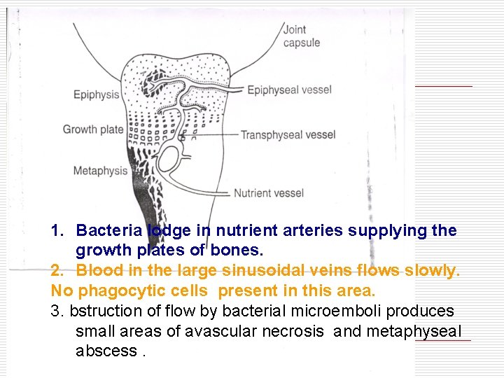 1. Bacteria lodge in nutrient arteries supplying the growth plates of bones. 2. Blood