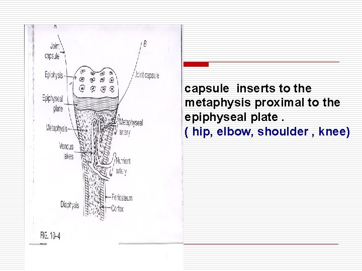 capsule inserts to the metaphysis proximal to the epiphyseal plate. ( hip, elbow, shoulder