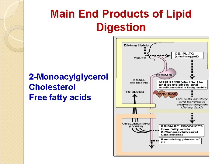 Main End Products of Lipid Digestion 2 -Monoacylglycerol Cholesterol Free fatty acids 