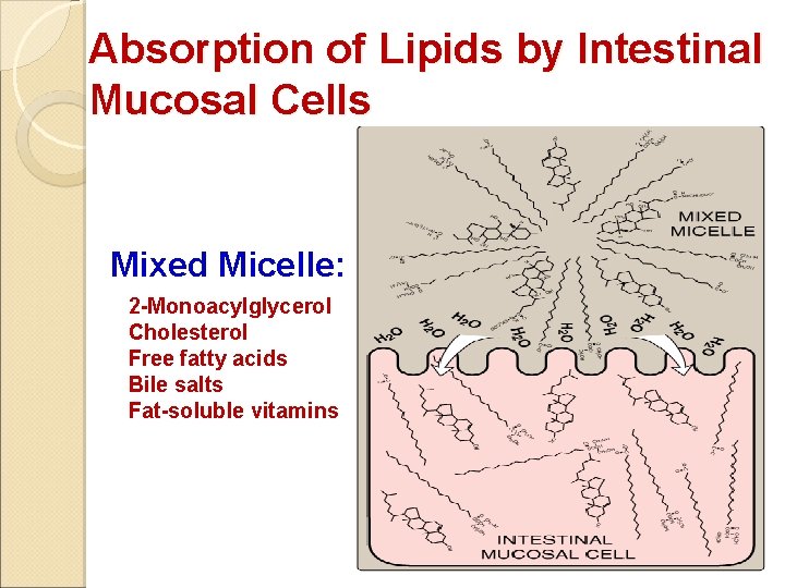 Absorption of Lipids by Intestinal Mucosal Cells Mixed Micelle: 2 -Monoacylglycerol Cholesterol Free fatty