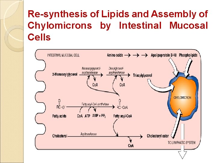 Re-synthesis of Lipids and Assembly of Chylomicrons by Intestinal Mucosal Cells 