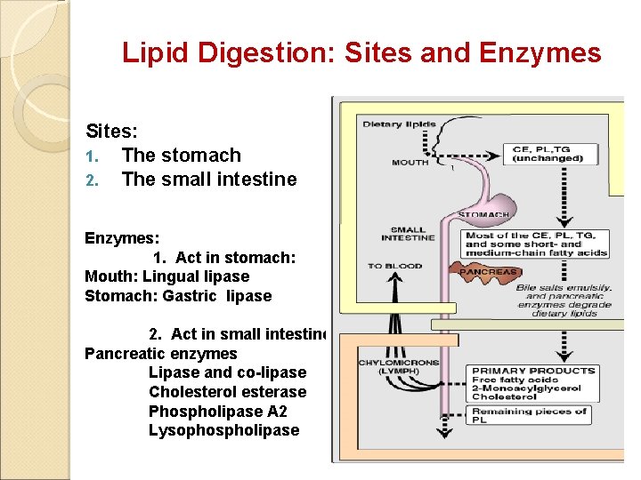 Lipid Digestion: Sites and Enzymes Sites: 1. The stomach 2. The small intestine Enzymes: