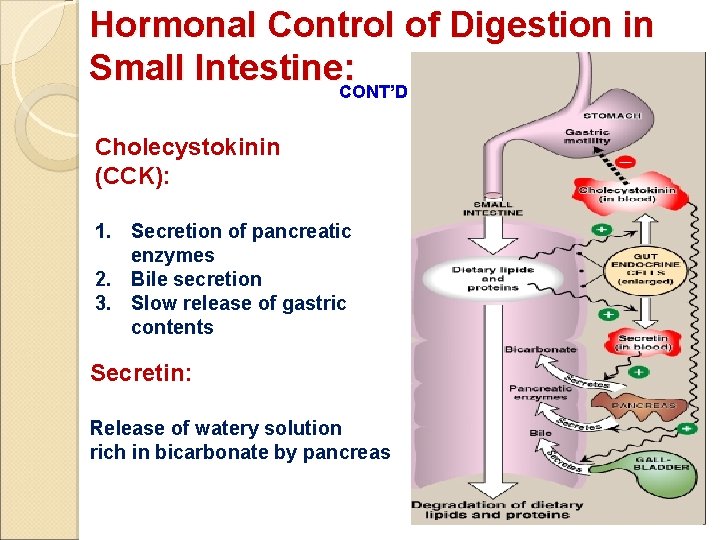 Hormonal Control of Digestion in Small Intestine: CONT’D Cholecystokinin (CCK): 1. Secretion of pancreatic