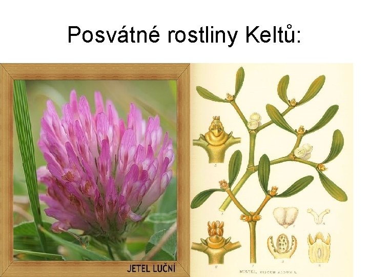 Posvátné rostliny Keltů: 