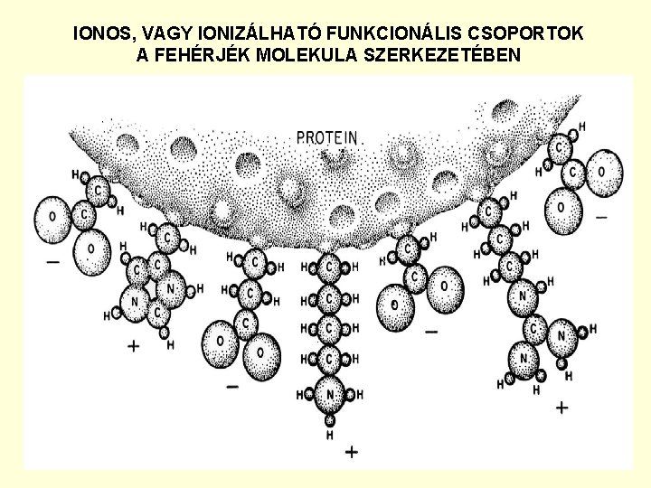 IONOS, VAGY IONIZÁLHATÓ FUNKCIONÁLIS CSOPORTOK A FEHÉRJÉK MOLEKULA SZERKEZETÉBEN 