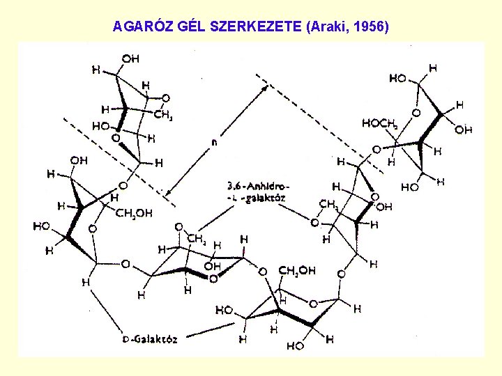 AGARÓZ GÉL SZERKEZETE (Araki, 1956) 