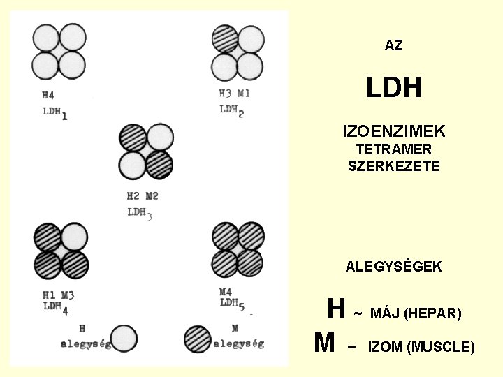 AZ LDH IZOENZIMEK TETRAMER SZERKEZETE ALEGYSÉGEK H ~ MÁJ (HEPAR) M ~ IZOM (MUSCLE)