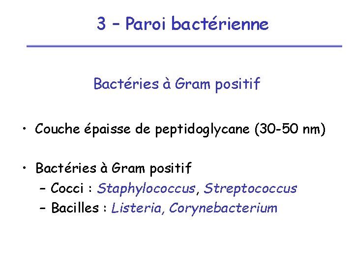 3 – Paroi bactérienne Bactéries à Gram positif • Couche épaisse de peptidoglycane (30