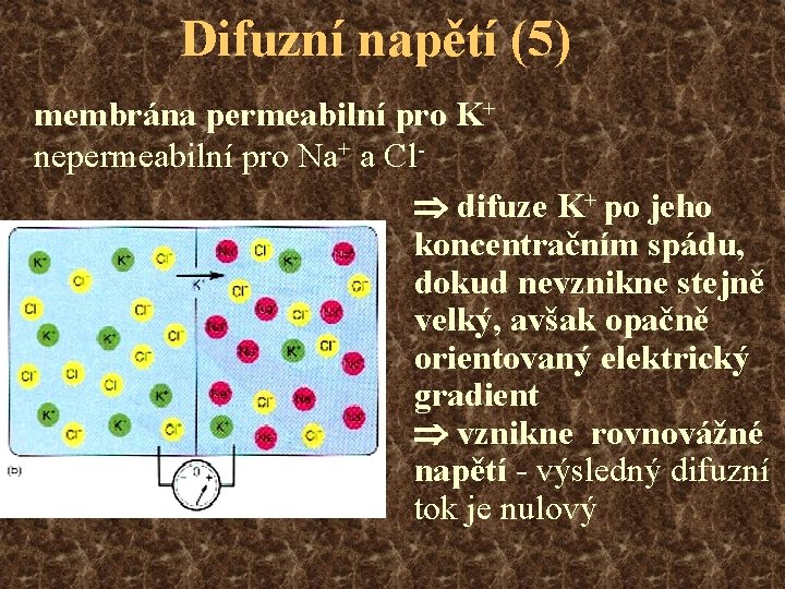 Difuzní napětí (5) membrána permeabilní pro K+ nepermeabilní pro Na+ a Cl difuze K+