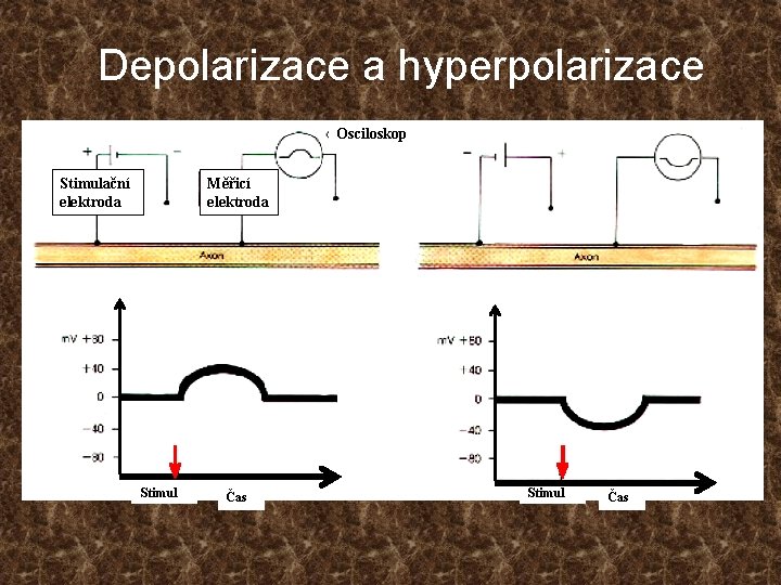 Depolarizace a hyperpolarizace Osciloskop Stimulační elektroda Měřicí elektroda Stimul Čas 