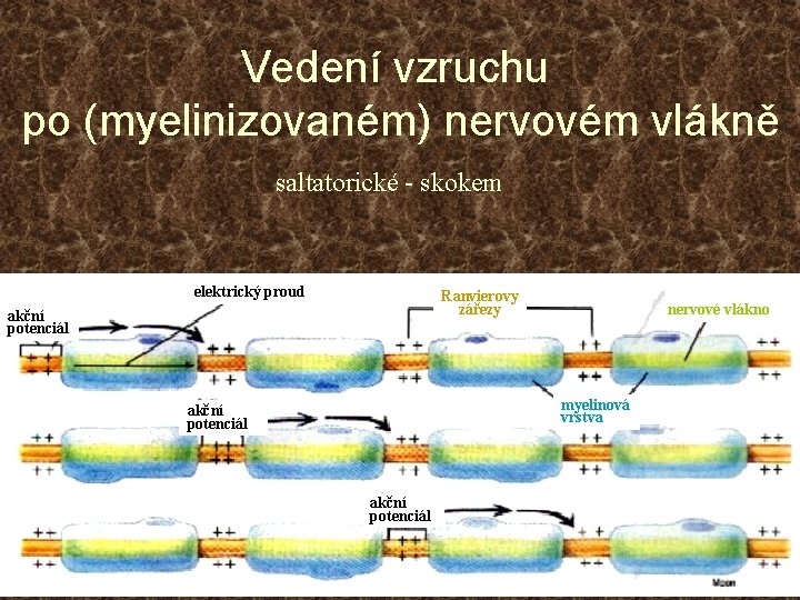 Vedení vzruchu po (myelinizovaném) nervovém vlákně saltatorické - skokem elektrický proud Ranvierovy zářezy akční