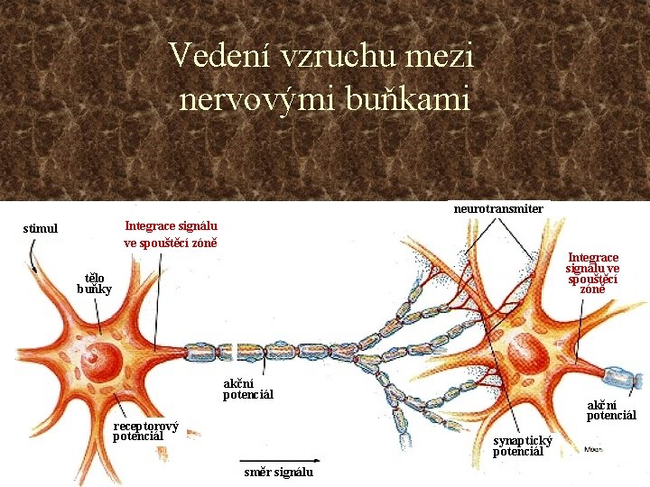 Vedení vzruchu mezi nervovými buňkami neurotransmiter Integrace signálu ve spouštěcí zóně stimul Integrace signálu