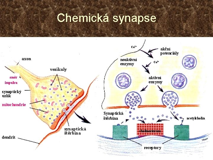 Chemická synapse Ca 2+ axon neaktivní enzymy akční potenciály Ca 2+ vezikuly směr impulzu