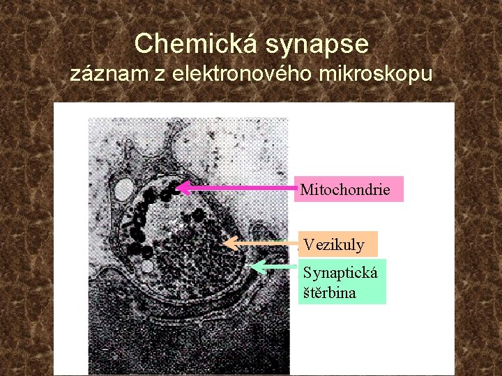 Chemická synapse záznam z elektronového mikroskopu Mitochondrie Vezikuly Synaptická štěrbina 