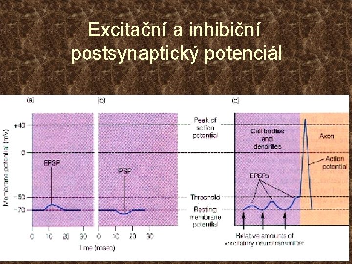Excitační a inhibiční postsynaptický potenciál 
