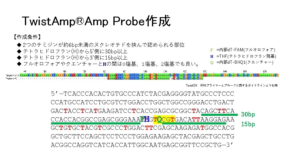 Twist. Amp®Amp Probe作成 【作成条件】 u 2つのチミジンが約6 bp未満のヌクレオチドを挟んで認められる部位 u テトラヒドロフラン(H)から5’側に 30 bp以上 u テトラヒドロフラン(H)から3’側に 15