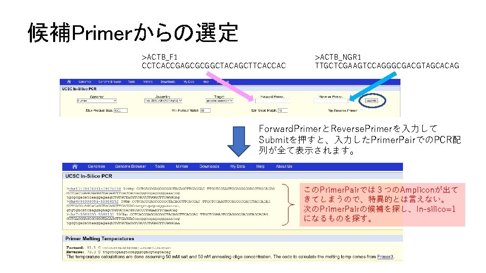 候補Primerからの選定 >ACTB_F 1 CCTCACCGAGCGCGGCTACAGCTTCACCAC >ACTB_NGR 1 TTGCTCGAAGTCCAGGGCGACGTAGCACAG Forward. PrimerとReverse. Primerを入力して Submitを押すと、入力したPrimer. PairでのPCR配 列が全て表示されます。 このPrimer.