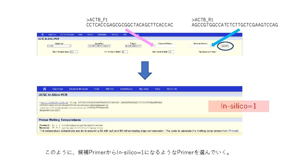 >ACTB_F 1 CCTCACCGAGCGCGGCTACAGCTTCACCAC >ACTB_R 1 AGCCGTGGCCATCTCTTGCTCGAAGTCCAG In-silico=1 このように、候補PrimerからIn-silico=1になるようなPrimerを選んでいく。 