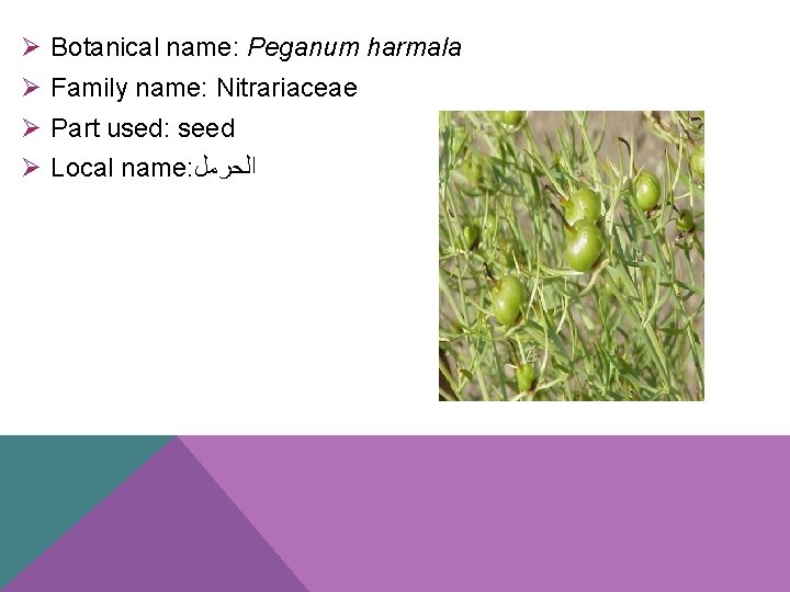Ø Botanical name: Peganum harmala Ø Family name: Nitrariaceae Ø Part used: seed Ø