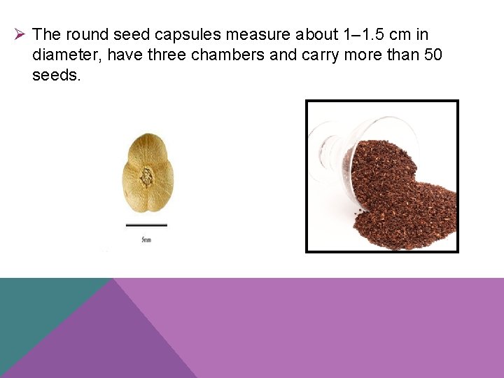 Ø The round seed capsules measure about 1– 1. 5 cm in diameter, have