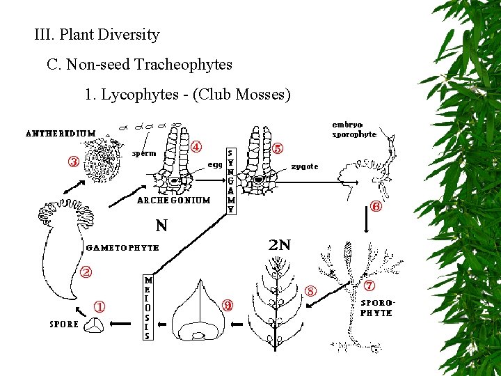 III. Plant Diversity C. Non-seed Tracheophytes 1. Lycophytes - (Club Mosses) 