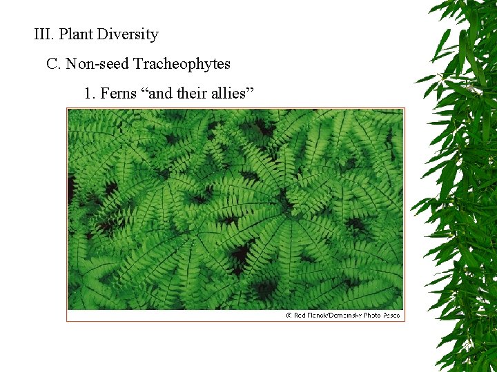 III. Plant Diversity C. Non-seed Tracheophytes 1. Ferns “and their allies” 