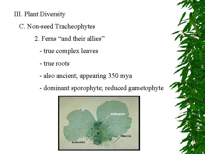 III. Plant Diversity C. Non-seed Tracheophytes 2. Ferns “and their allies” - true complex