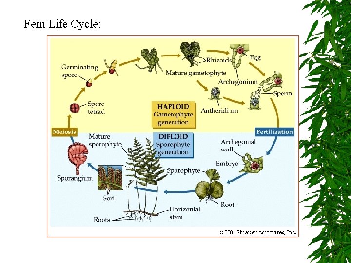 Fern Life Cycle: 