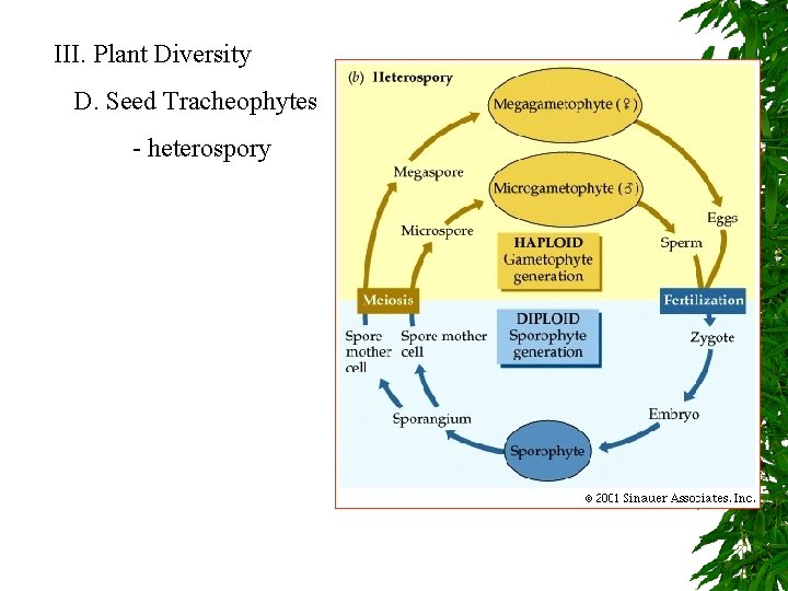 III. Plant Diversity D. Seed Tracheophytes - heterospory 