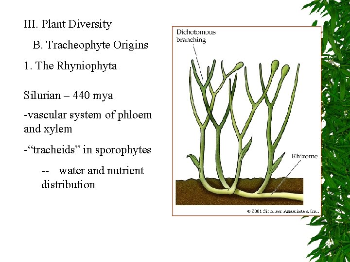 III. Plant Diversity B. Tracheophyte Origins 1. The Rhyniophyta Silurian – 440 mya -vascular