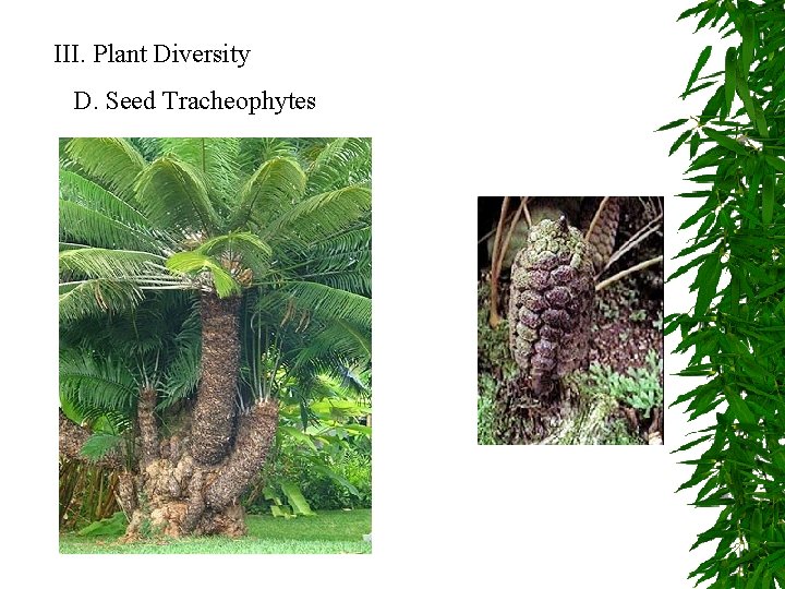 III. Plant Diversity D. Seed Tracheophytes 