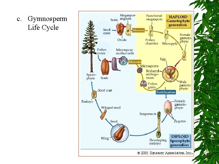 c. Gymnosperm Life Cycle 