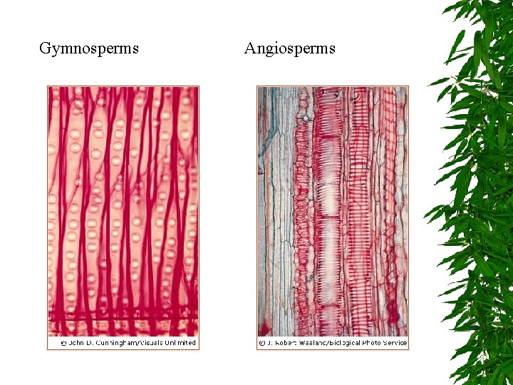 Gymnosperms Angiosperms 