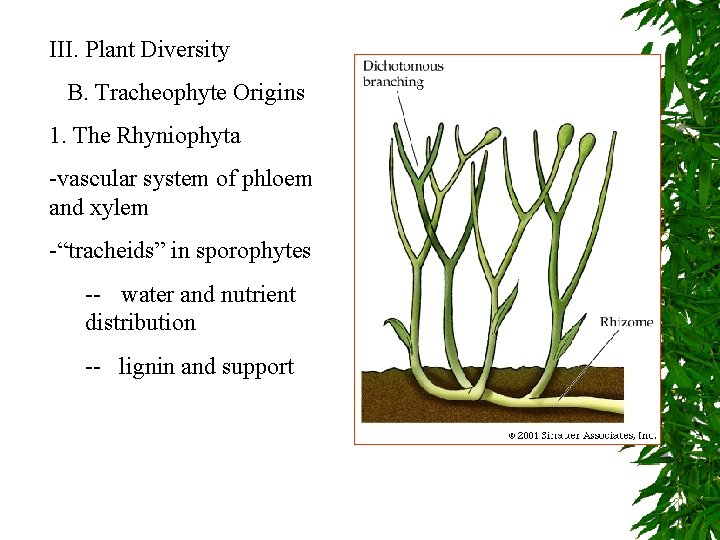 III. Plant Diversity B. Tracheophyte Origins 1. The Rhyniophyta -vascular system of phloem and