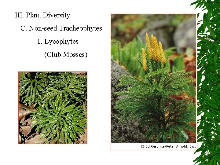 III. Plant Diversity C. Non-seed Tracheophytes 1. Lycophytes (Club Mosses) 