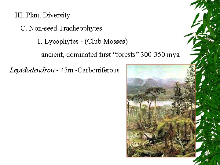 III. Plant Diversity C. Non-seed Tracheophytes 1. Lycophytes - (Club Mosses) - ancient; dominated