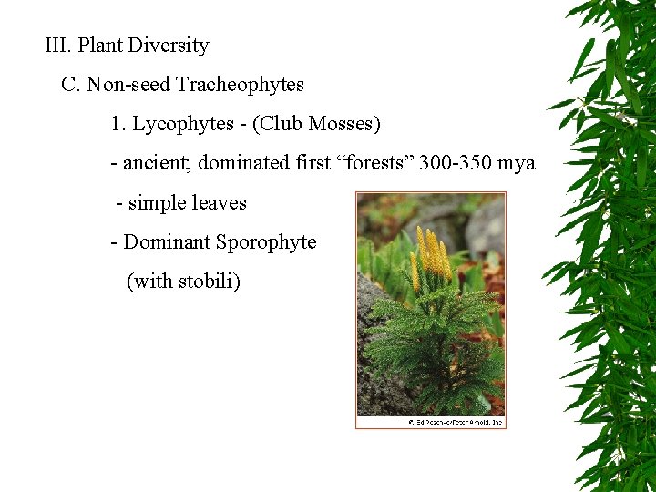 III. Plant Diversity C. Non-seed Tracheophytes 1. Lycophytes - (Club Mosses) - ancient; dominated