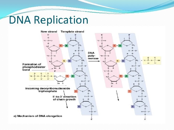 DNA Replication 