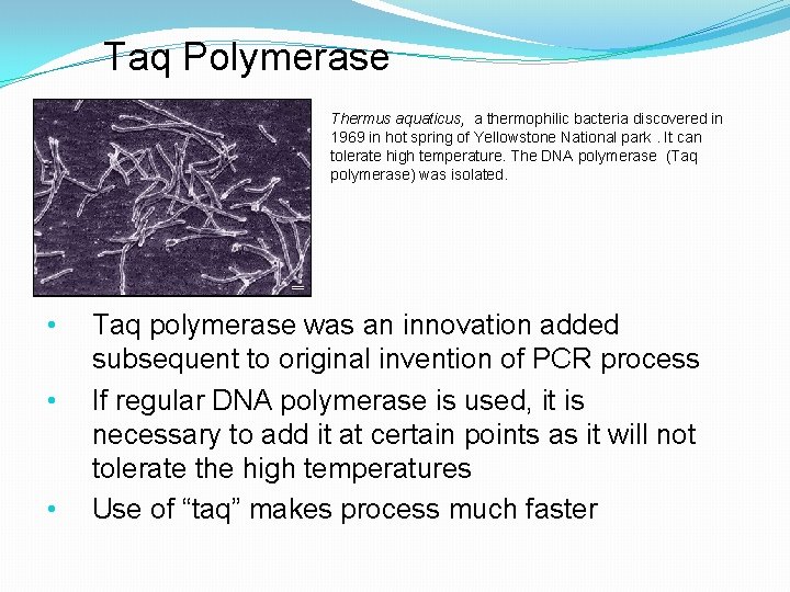 Taq Polymerase Thermus aquaticus, a thermophilic bacteria discovered in 1969 in hot spring of