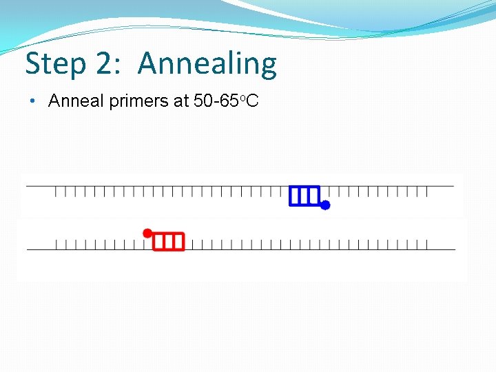 Step 2: Annealing • Anneal primers at 50 -65 o. C 