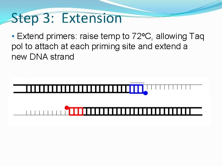 Step 3: Extension • Extend primers: raise temp to 72 o. C, allowing Taq