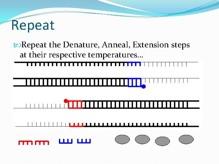 Repeat the Denature, Anneal, Extension steps at their respective temperatures… 