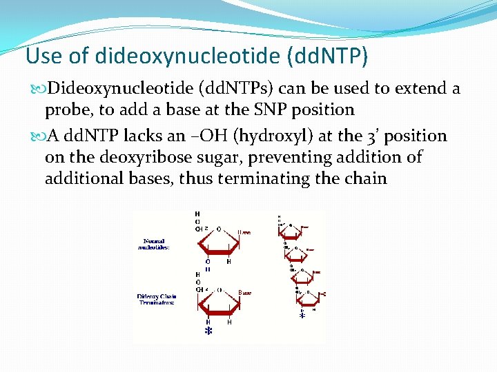 Use of dideoxynucleotide (dd. NTP) Dideoxynucleotide (dd. NTPs) can be used to extend a