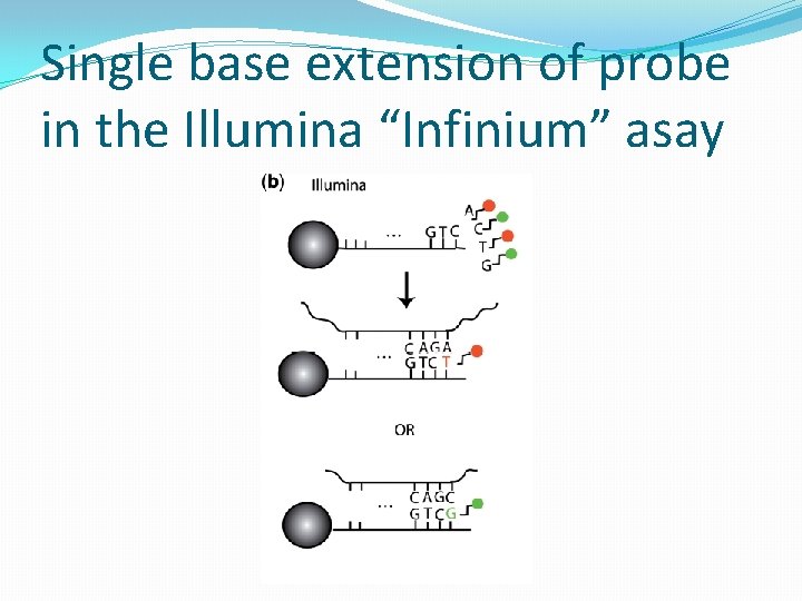 Single base extension of probe in the Illumina “Infinium” asay 